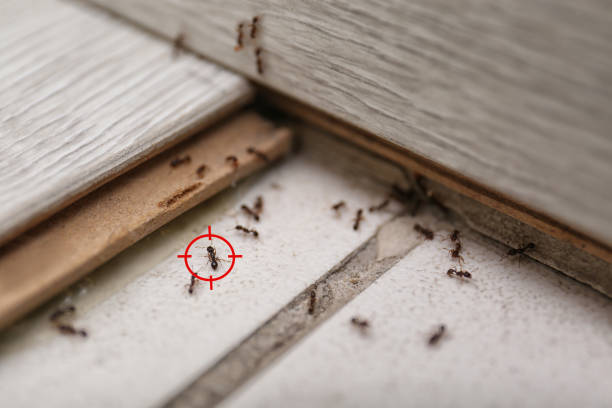 Best Rat Extermination Near Me  in Rice, TX
