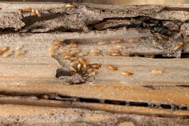 Best Best Pest Control Companies  in Rice, TX
