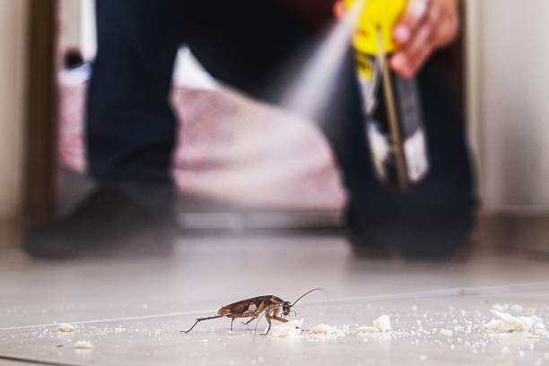 Best Flea Control Services  in Rice, TX