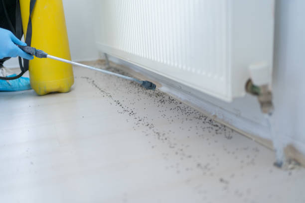 Best Flea Control Services  in Rice, TX
