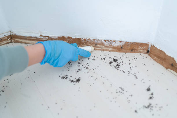 Best Rat Extermination Near Me  in Rice, TX